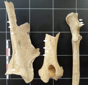 Ossements découpés de chien gaulois