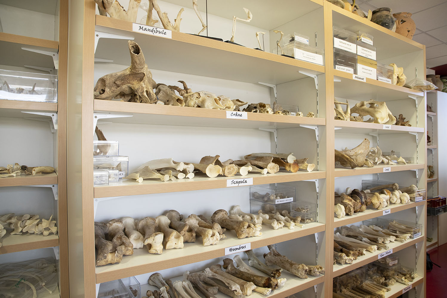 Collection d'ossements rangée par parties anatomiques