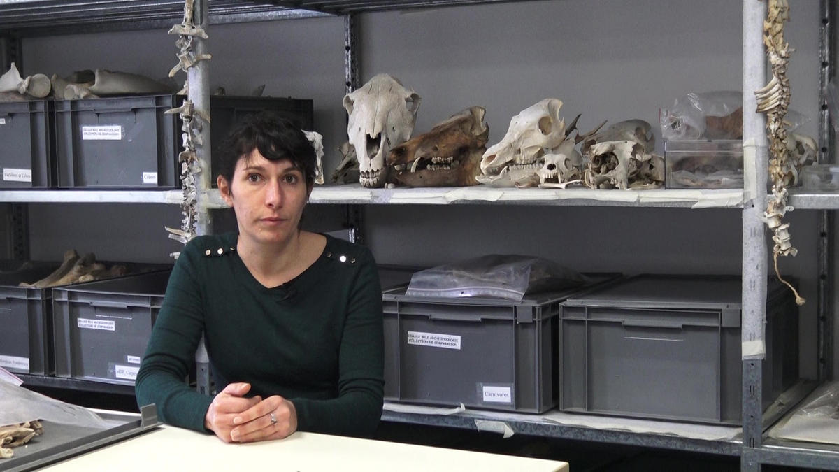 Julie Rivière (Chartres), L’archéozoologie